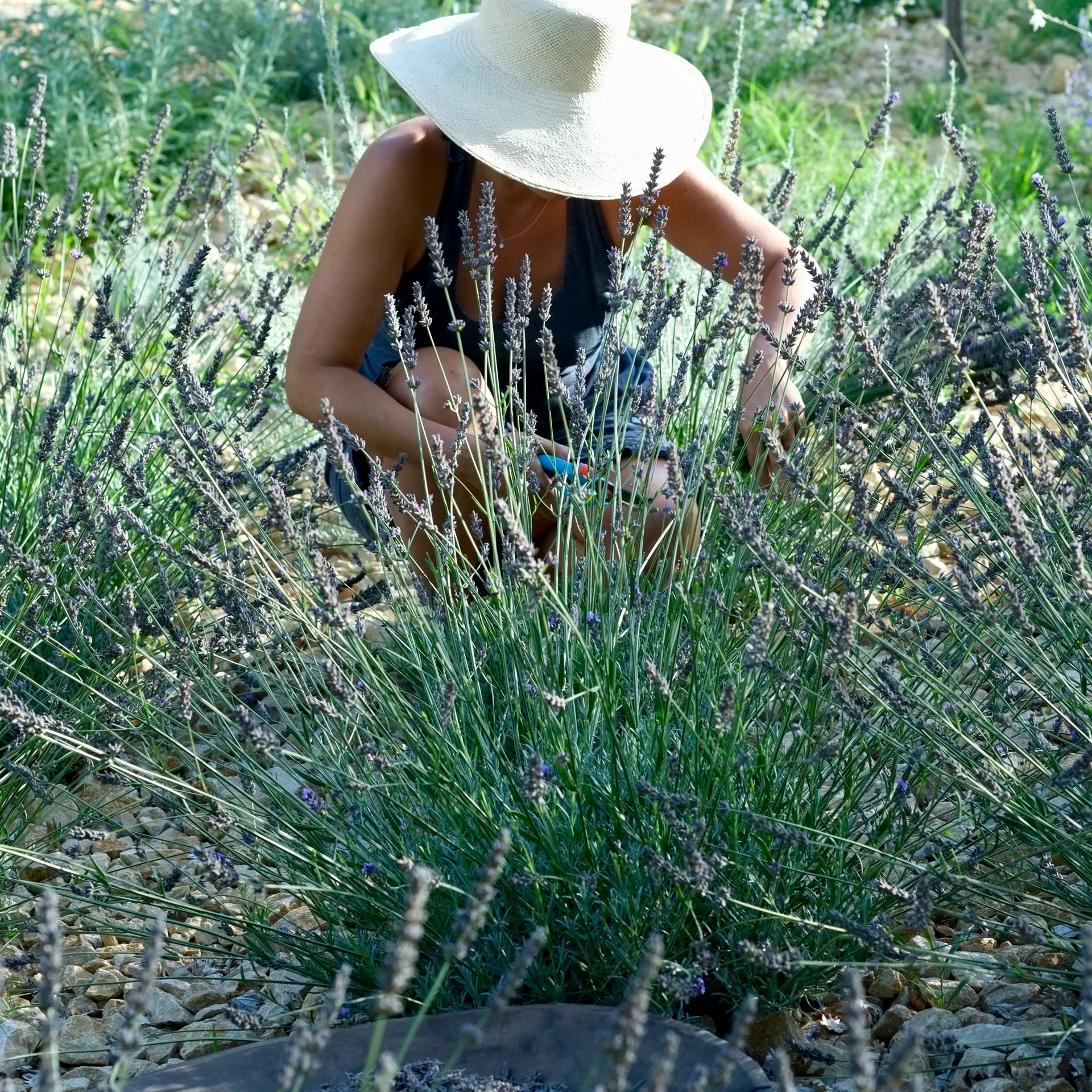Trimming the lavender